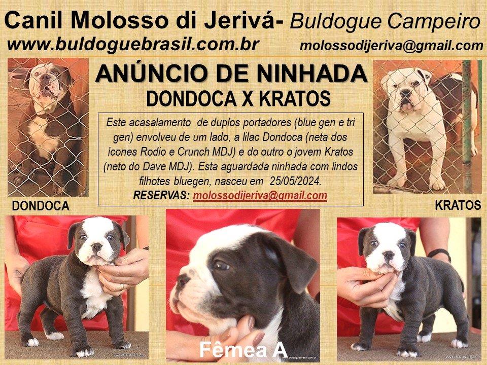 femea a buldogue campeiro molosso di jeriva