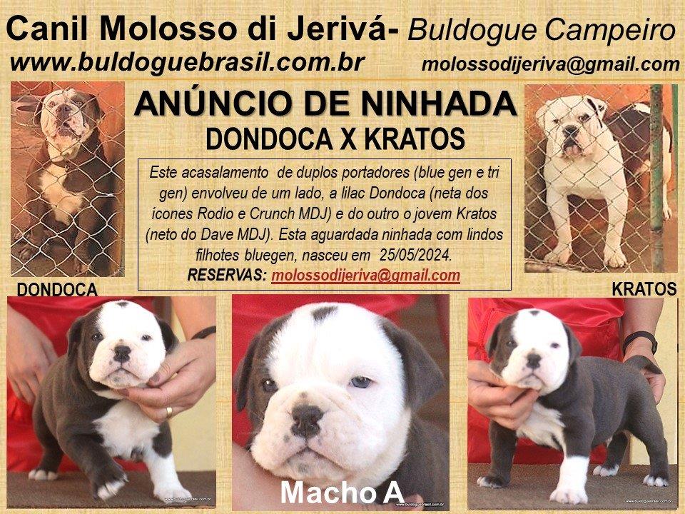 filhote macho a dondoca kratos buldogue campeiro molosso di jeriva