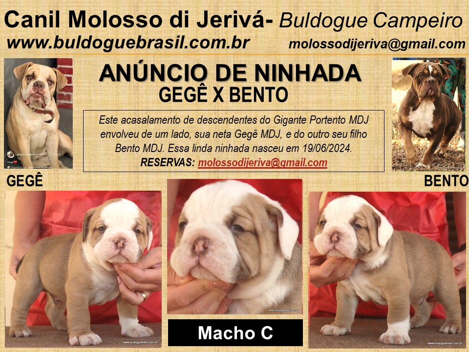 filhote macho c gege bento buldogue campeiro molosso di jeriva