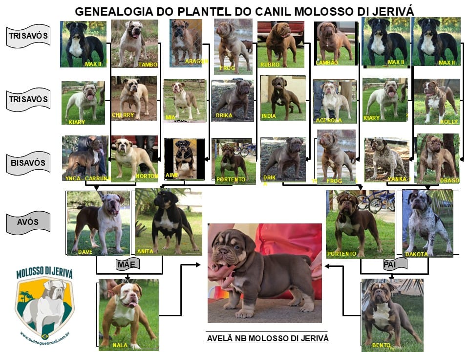 AVELÃ NB MOLOSSO DI JERIVÁ