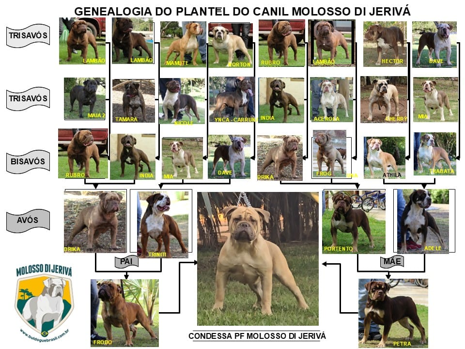 CONDESSA PF MOLOSSO DI JERIVÁ