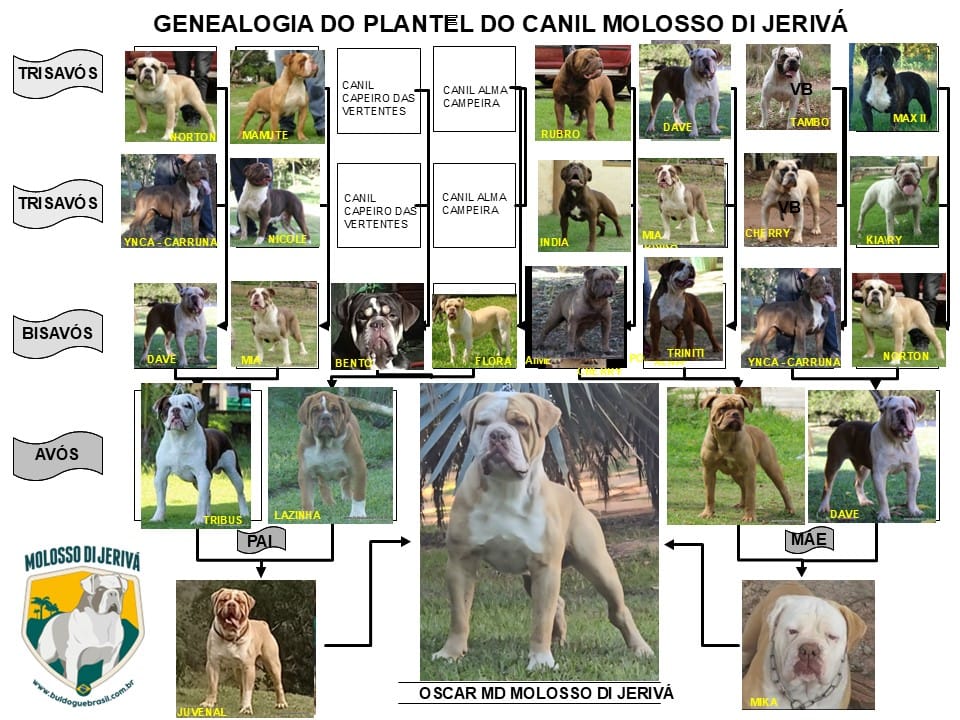 OSCAR MD MOLOSSO DI JERIVÁ