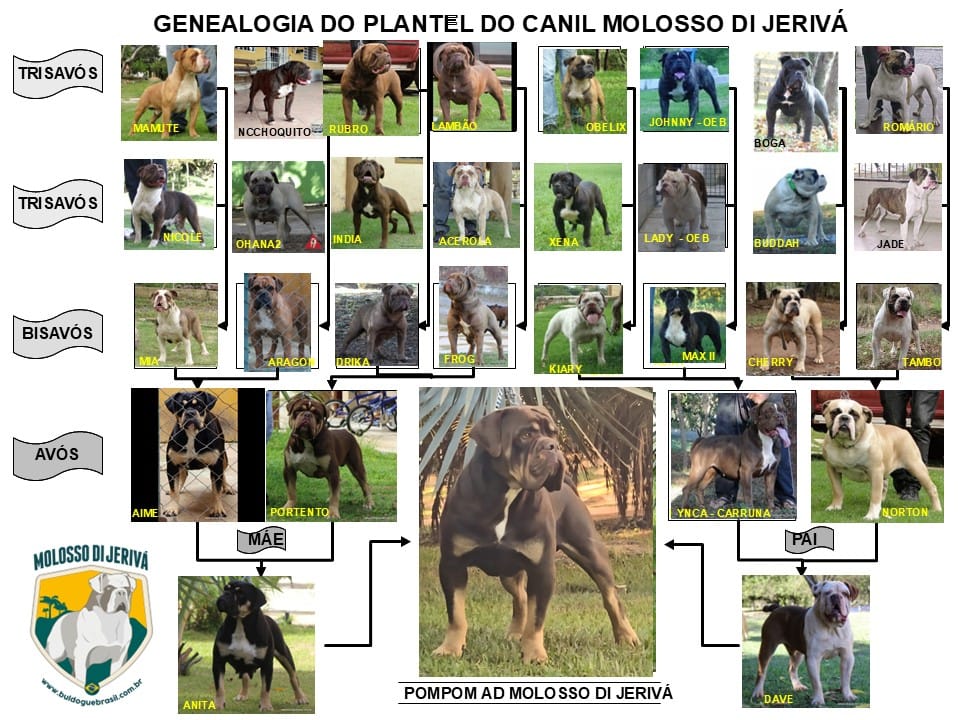 POMPOM AD MOLOSSO DI JERIVÁ