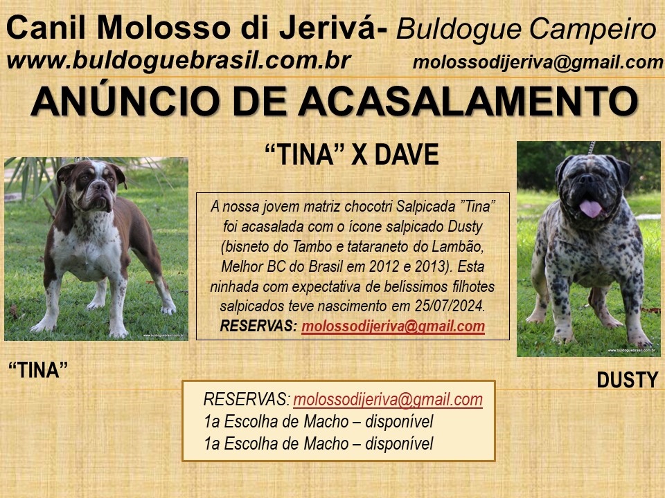 proxima ninhada tina dave buldogue campeiro  canil molosso di jeriva